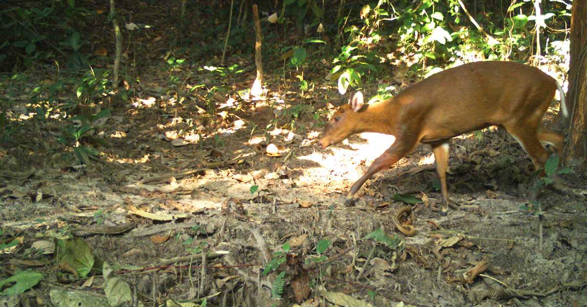 Wildlife Safari Guide at Papum Pare Jungle Resort