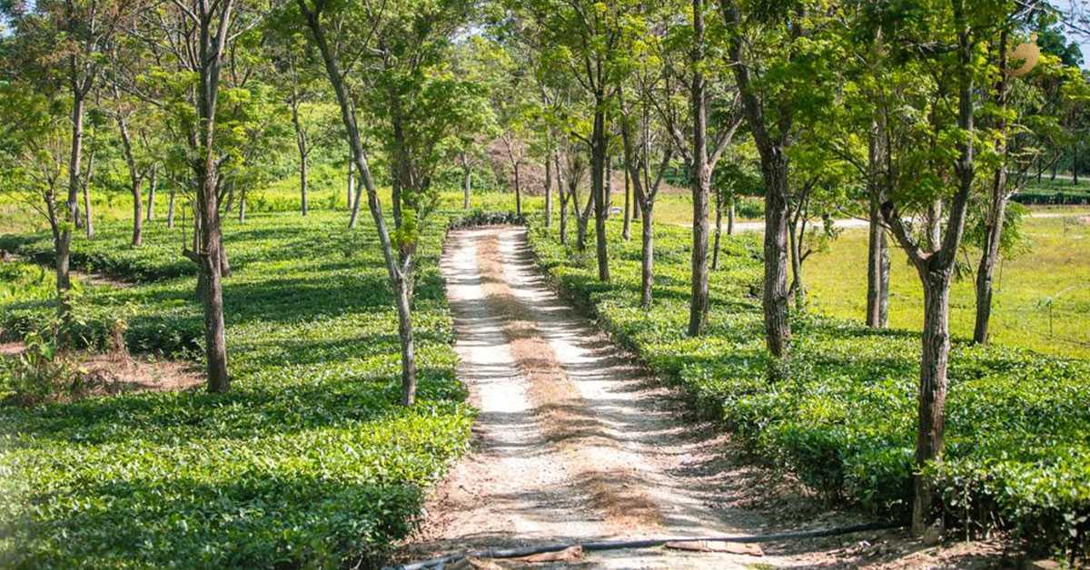 Best Time to Visit Papum Pare Jungle Resort